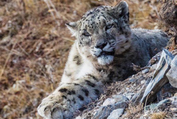 Jed Weingarten - snow leopards in the wild